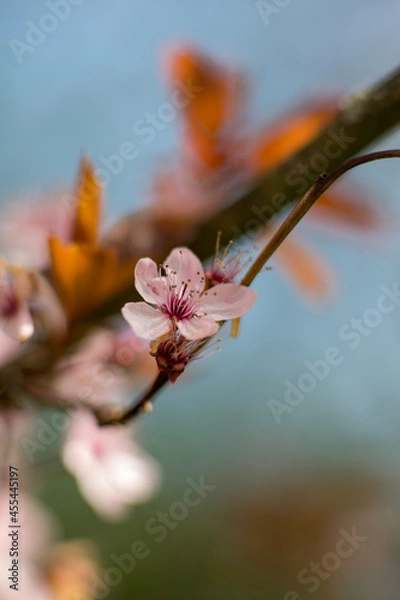 Obraz bee on a flower