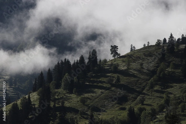 Obraz Foggy mountain landscape with fir forest. artvin