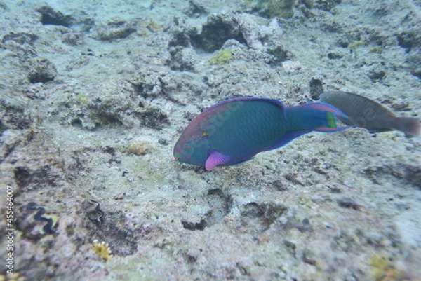 Fototapeta Underwater view of the coral reef. Life in the ocean. School of fish. Coral reef and tropical fish in the Red Sea, Egypt. world ocean wildlife landscape.
