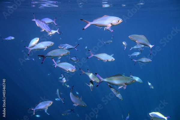Obraz Underwater view of the coral reef. Life in the ocean. School of fish. Coral reef and tropical fish in the Red Sea, Egypt. world ocean wildlife landscape.