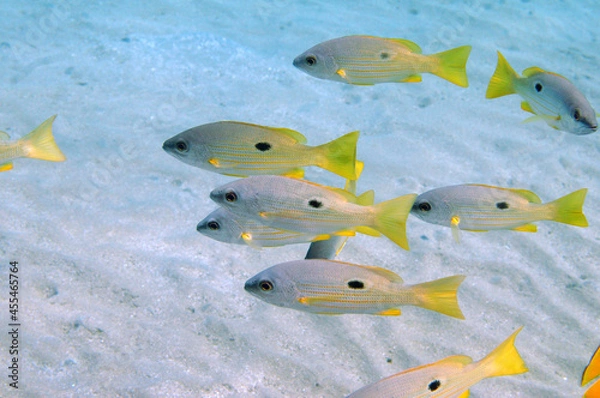 Obraz Underwater view of the coral reef. Life in the ocean. School of fish. Coral reef and tropical fish in the Red Sea, Egypt. world ocean wildlife landscape.