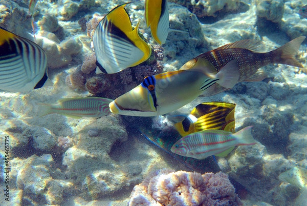 Obraz Underwater view of the coral reef. Life in the ocean. School of fish. Coral reef and tropical fish in the Red Sea, Egypt. world ocean wildlife landscape.
