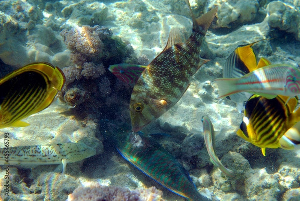 Obraz Underwater view of the coral reef. Life in the ocean. School of fish. Coral reef and tropical fish in the Red Sea, Egypt. world ocean wildlife landscape.