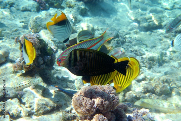 Obraz Underwater view of the coral reef. Life in the ocean. School of fish. Coral reef and tropical fish in the Red Sea, Egypt. world ocean wildlife landscape.