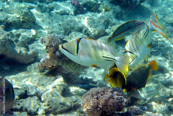 Obraz Underwater view of the coral reef. Life in the ocean. School of fish. Coral reef and tropical fish in the Red Sea, Egypt. world ocean wildlife landscape.