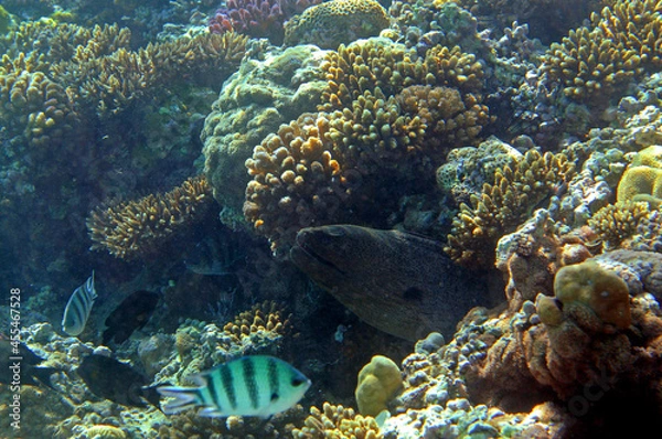 Obraz Underwater view of the coral reef. Life in the ocean. School of fish. Coral reef and tropical fish in the Red Sea, Egypt. world ocean wildlife landscape.