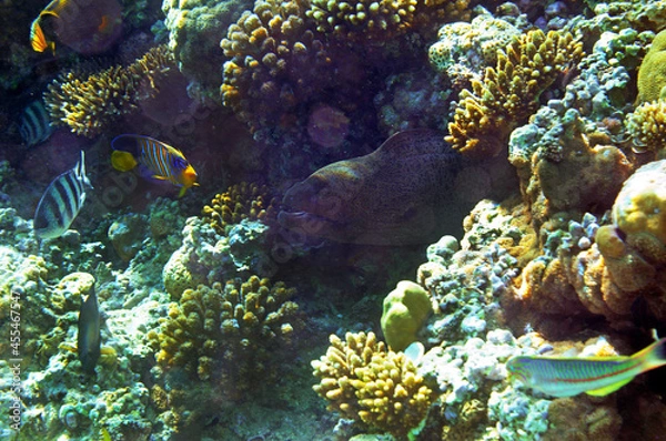 Obraz Underwater view of the coral reef. Life in the ocean. School of fish. Coral reef and tropical fish in the Red Sea, Egypt. world ocean wildlife landscape.