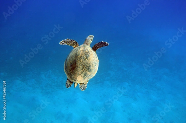 Obraz Underwater view of the coral reef. Life in the ocean. School of fish. Coral reef and tropical fish in the Red Sea, Egypt. world ocean wildlife landscape.