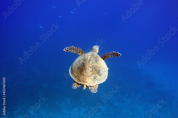 Obraz Underwater view of the coral reef. Life in the ocean. School of fish. Coral reef and tropical fish in the Red Sea, Egypt. world ocean wildlife landscape.