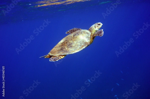 Obraz Underwater view of the coral reef. Life in the ocean. School of fish. Coral reef and tropical fish in the Red Sea, Egypt. world ocean wildlife landscape.