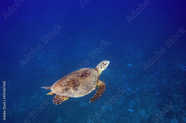 Obraz Underwater view of the coral reef. Life in the ocean. School of fish. Coral reef and tropical fish in the Red Sea, Egypt. world ocean wildlife landscape.
