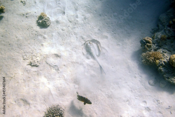 Obraz Underwater view of the coral reef. Life in the ocean. School of fish. Coral reef and tropical fish in the Red Sea, Egypt. world ocean wildlife landscape.