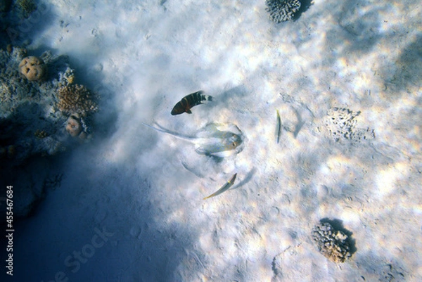 Obraz Underwater view of the coral reef. Life in the ocean. School of fish. Coral reef and tropical fish in the Red Sea, Egypt. world ocean wildlife landscape.