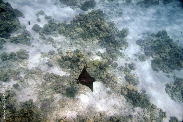Obraz Underwater view of the coral reef. Life in the ocean. School of fish. Coral reef and tropical fish in the Red Sea, Egypt. world ocean wildlife landscape.