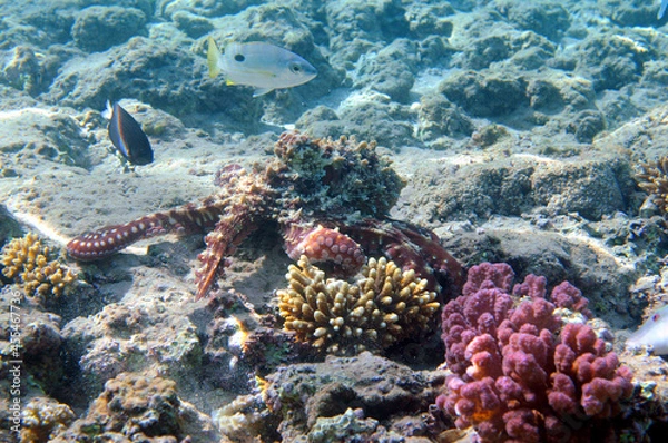 Fototapeta Underwater view of the coral reef. Life in the ocean. School of fish. Coral reef and tropical fish in the Red Sea, Egypt. world ocean wildlife landscape.