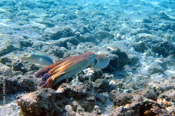 Obraz Underwater view of the coral reef. Life in the ocean. School of fish. Coral reef and tropical fish in the Red Sea, Egypt. world ocean wildlife landscape.