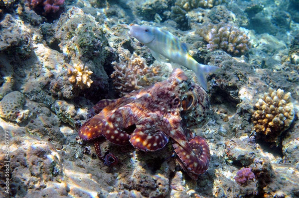 Obraz Underwater view of the coral reef. Life in the ocean. School of fish. Coral reef and tropical fish in the Red Sea, Egypt. world ocean wildlife landscape.