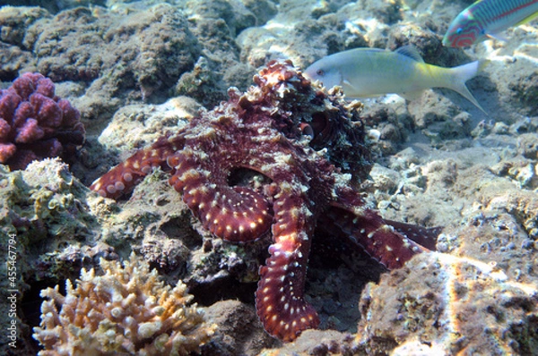 Obraz Underwater view of the coral reef. Life in the ocean. School of fish. Coral reef and tropical fish in the Red Sea, Egypt. world ocean wildlife landscape.