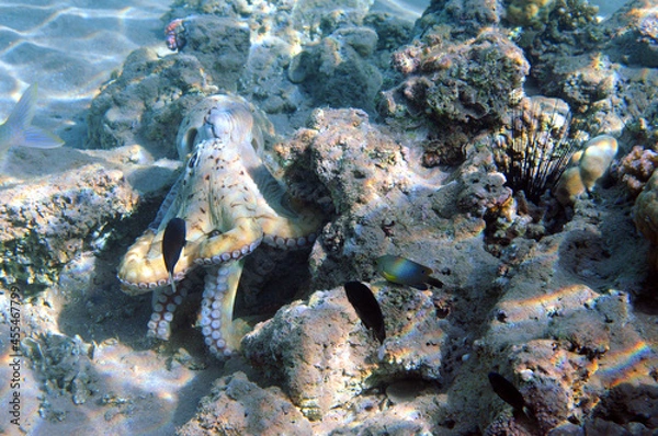Obraz Underwater view of the coral reef. Life in the ocean. School of fish. Coral reef and tropical fish in the Red Sea, Egypt. world ocean wildlife landscape.