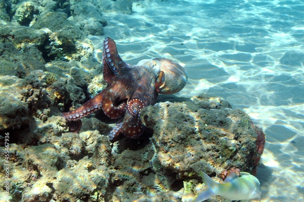 Obraz Underwater view of the coral reef. Life in the ocean. School of fish. Coral reef and tropical fish in the Red Sea, Egypt. world ocean wildlife landscape.