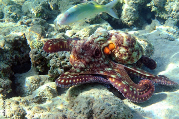 Obraz Underwater view of the coral reef. Life in the ocean. School of fish. Coral reef and tropical fish in the Red Sea, Egypt. world ocean wildlife landscape.