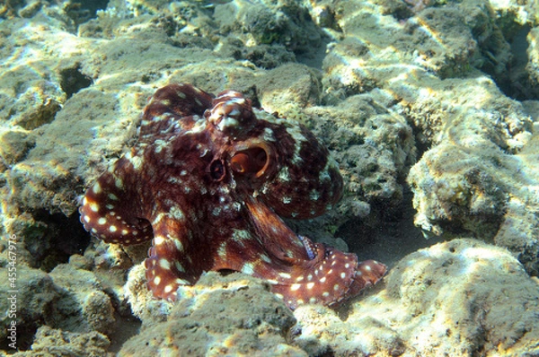 Fototapeta Underwater view of the coral reef. Life in the ocean. School of fish. Coral reef and tropical fish in the Red Sea, Egypt. world ocean wildlife landscape.