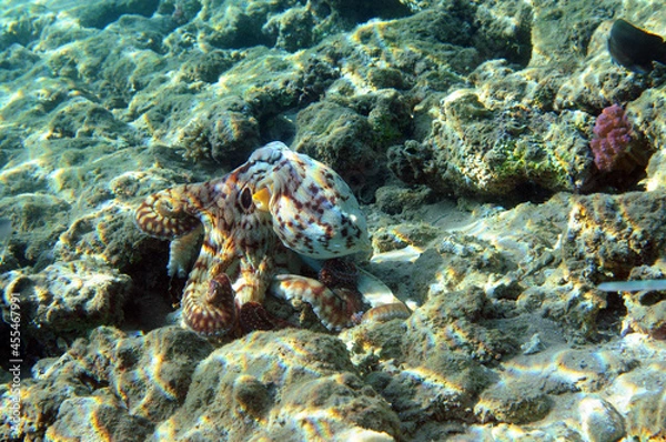 Obraz Underwater view of the coral reef. Life in the ocean. School of fish. Coral reef and tropical fish in the Red Sea, Egypt. world ocean wildlife landscape.