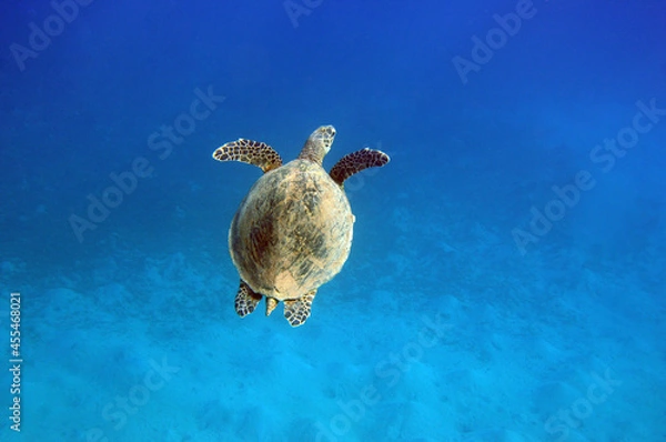 Obraz Underwater view of the coral reef. Life in the ocean. School of fish. Coral reef and tropical fish in the Red Sea, Egypt. world ocean wildlife landscape.