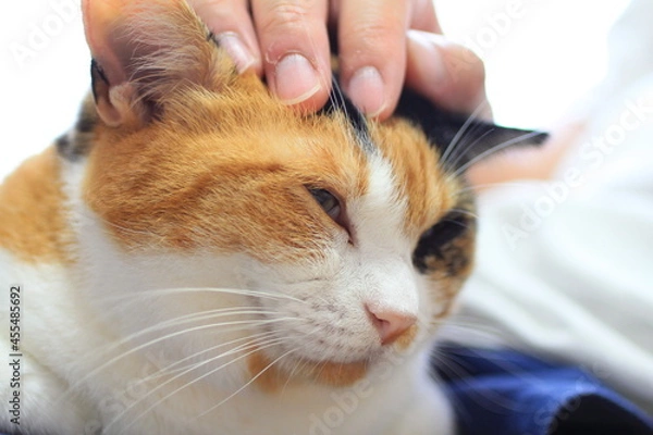 Obraz ご満悦な猫