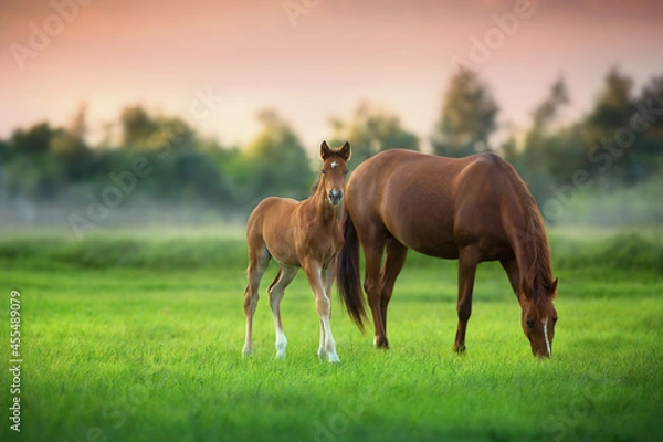 Fototapeta Red mare and foal on green pasture on fog morning