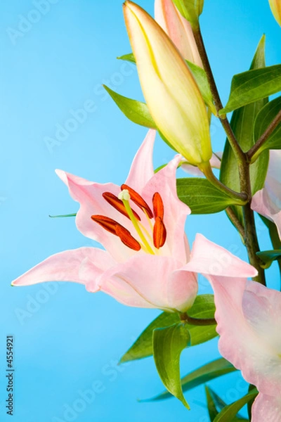 Obraz pink lily