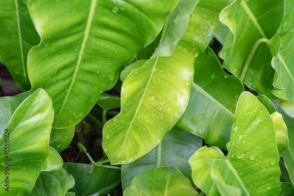 Fototapeta leaf background with raindrops
