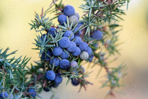 Obraz Juniperus communis, the common juniper, is a species of small tree or shrub in the cypress family Cupressaceae. Juniperus communis branch with fresh blue cones.