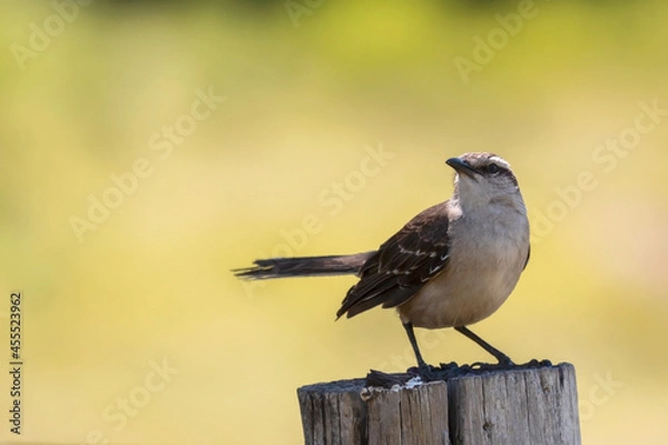 Fototapeta Hermosa calandria parada en pose sobre un poste, con la cabeza mirando hacia la izquierda de la foto. Fondo desenfocado en colores verdes y amarillos.