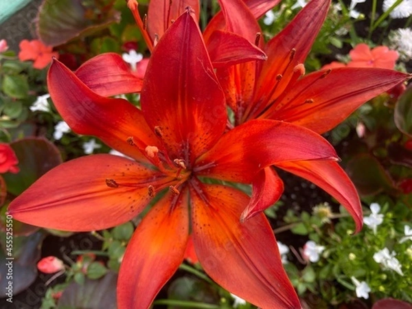 Obraz tiger lily flower