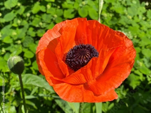 Obraz red poppy flower
