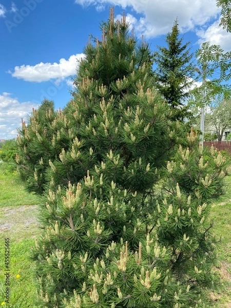 Obraz pine tree and sky
