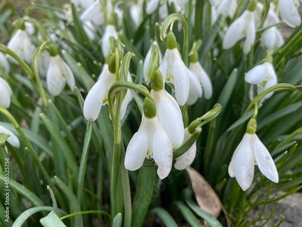 Obraz white spring flowers