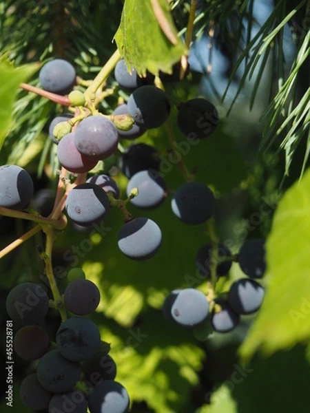 Fototapeta Grapes