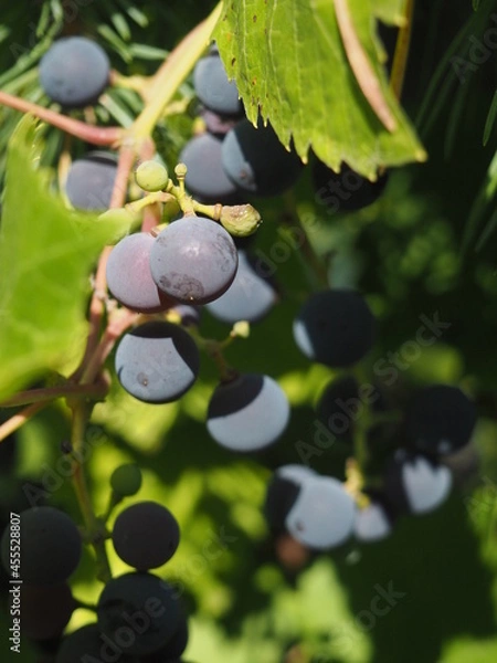 Fototapeta Grapes
