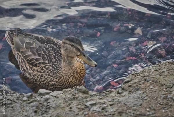 Obraz ducks on the water