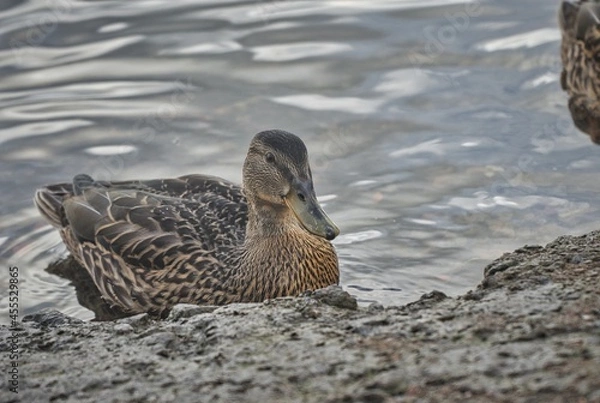 Obraz ducks on the water