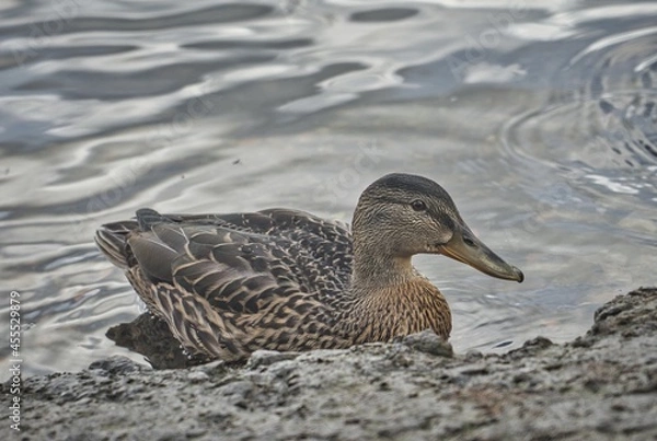 Obraz ducks on the water