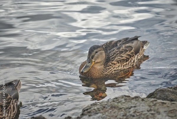 Obraz ducks on the water