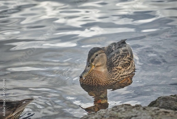 Obraz ducks on the water
