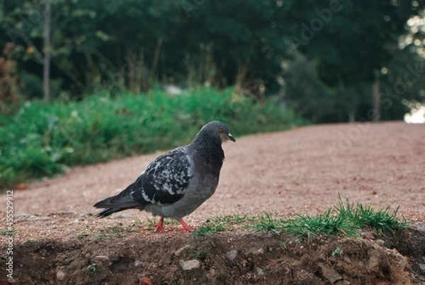 Obraz doves walk in the park