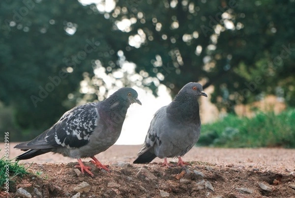Obraz doves walk in the park
