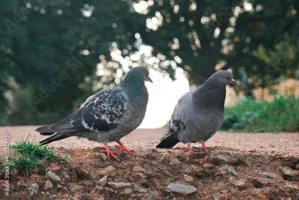 Obraz doves walk in the park