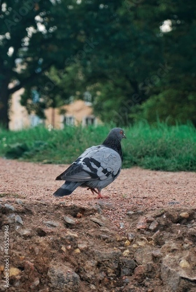 Obraz doves walk in the park