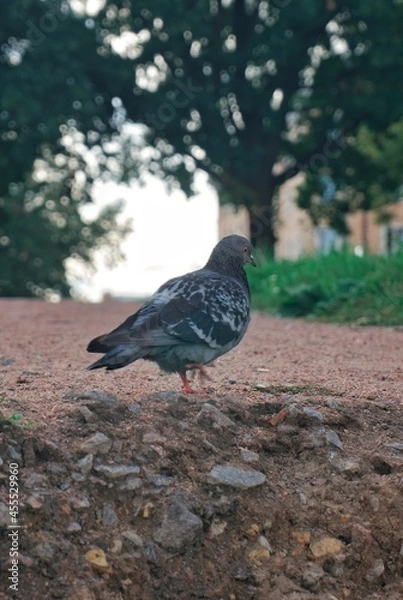 Obraz doves walk in the park